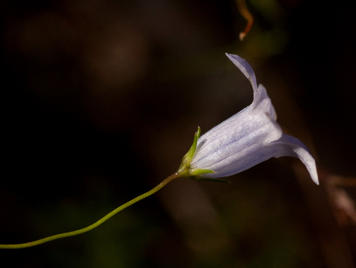 Wahlenbergia capillacea subsp. tenuior