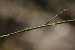 Wahlenbergia subaphylla subsp. scoparia