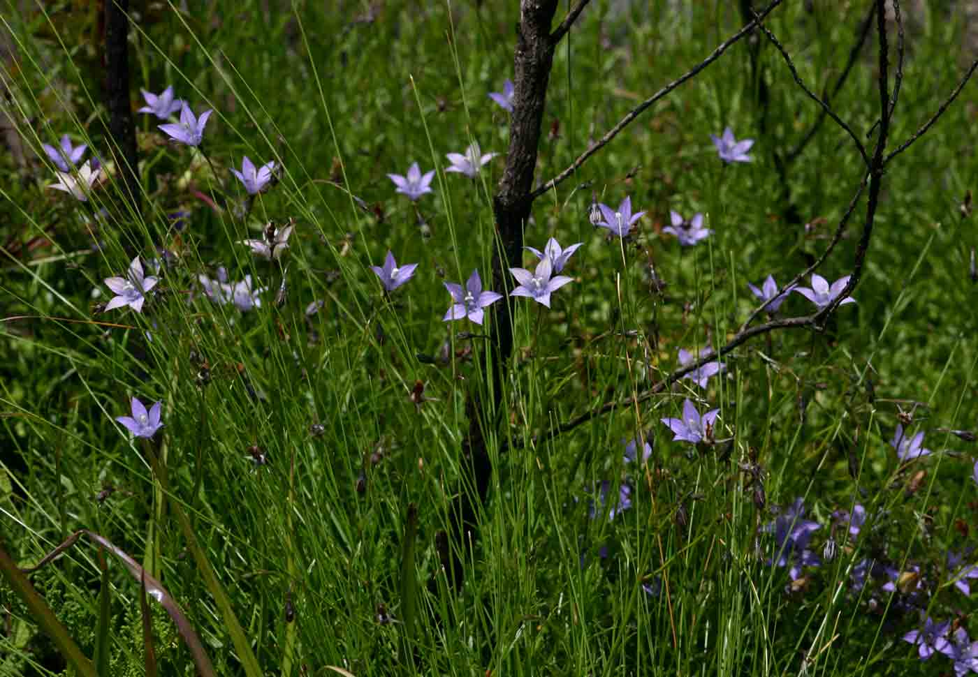 Wahlenbergia undulata