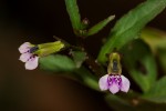 Lobelia fervens subsp. fervens