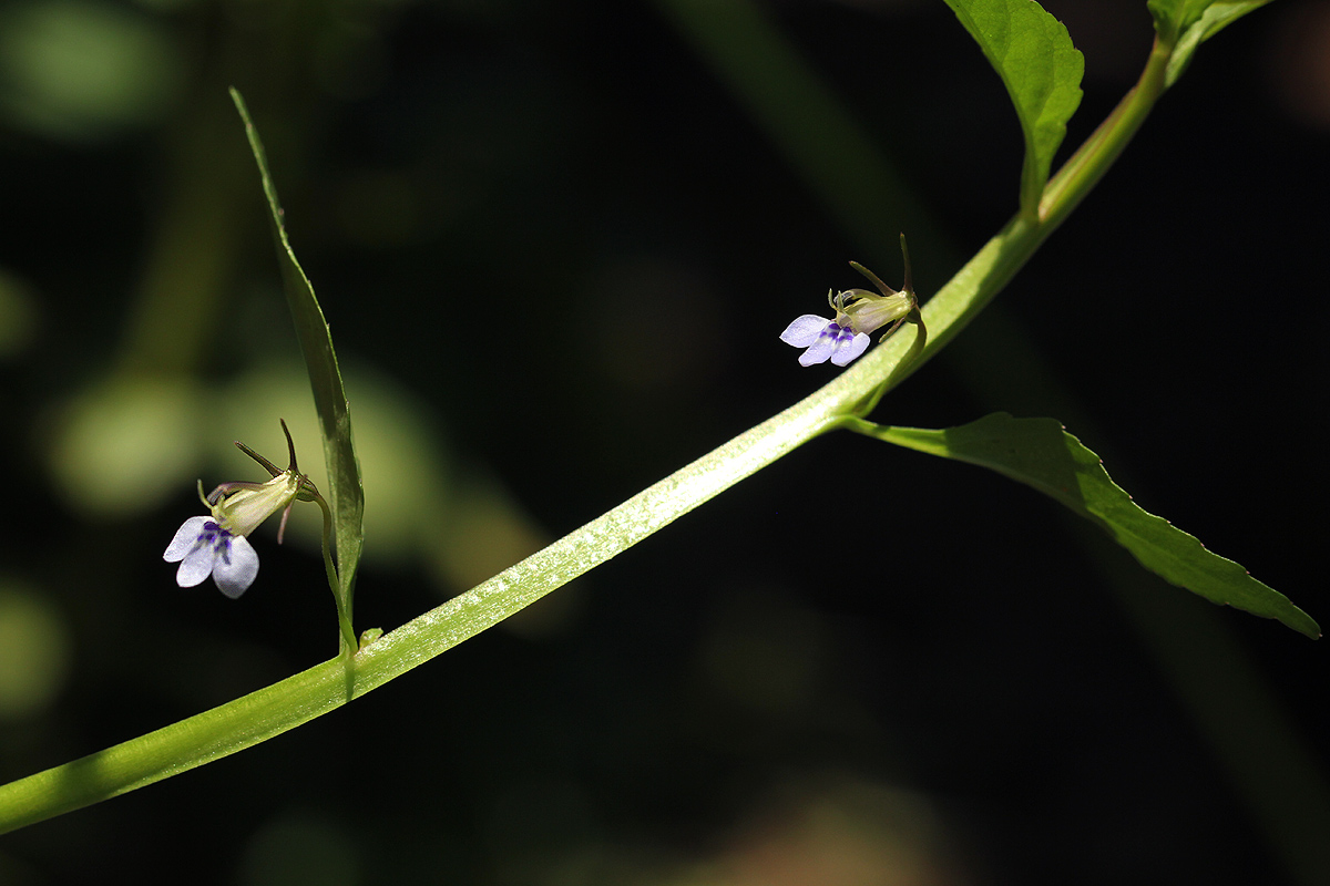 Lobelia fervens subsp. fervens