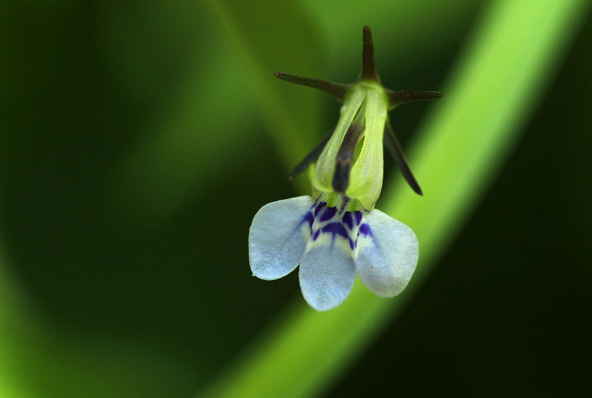 Lobelia fervens subsp. fervens Lobelia fervens subsp. fervens