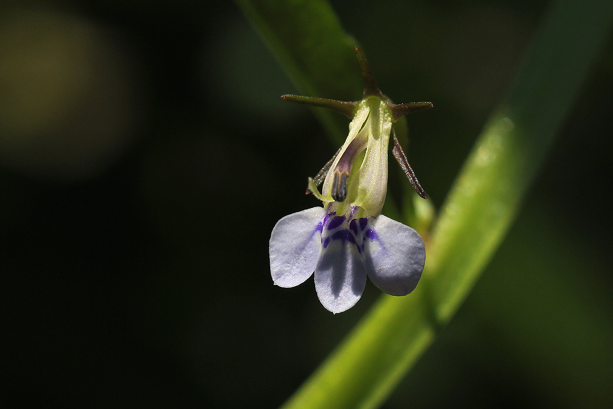 Lobelia fervens subsp. fervens