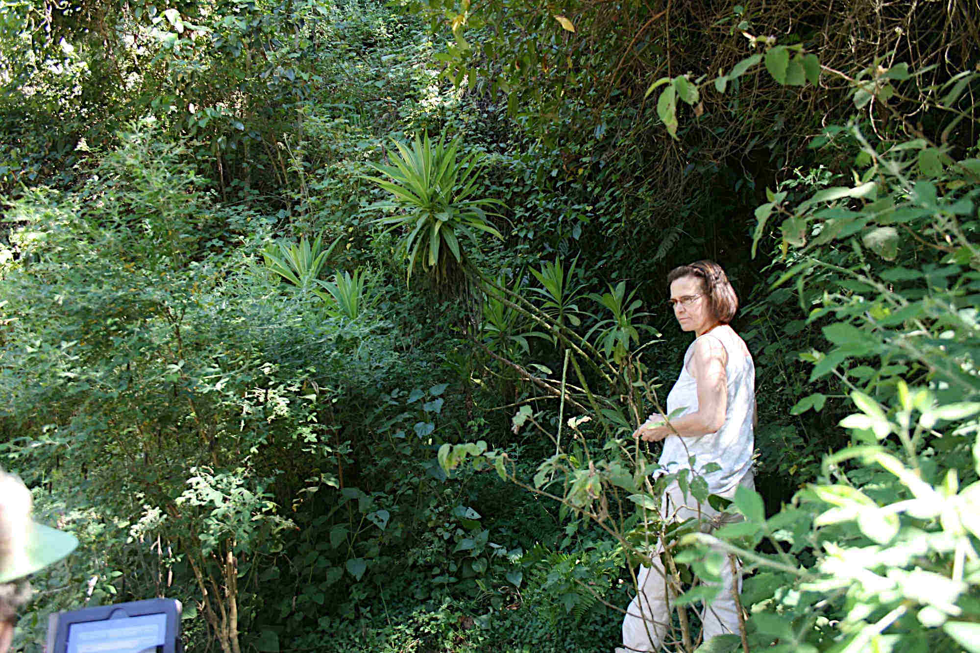 Lobelia stricklandiae