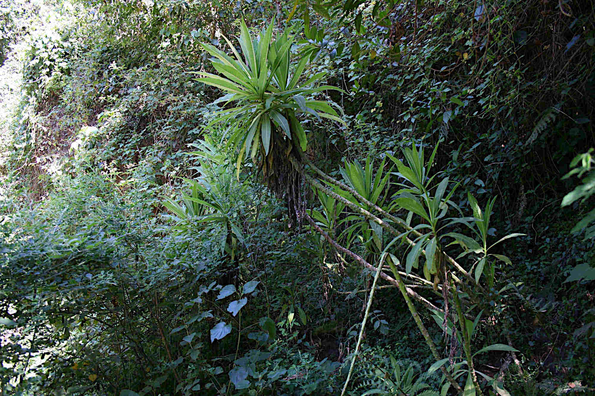 Lobelia stricklandiae