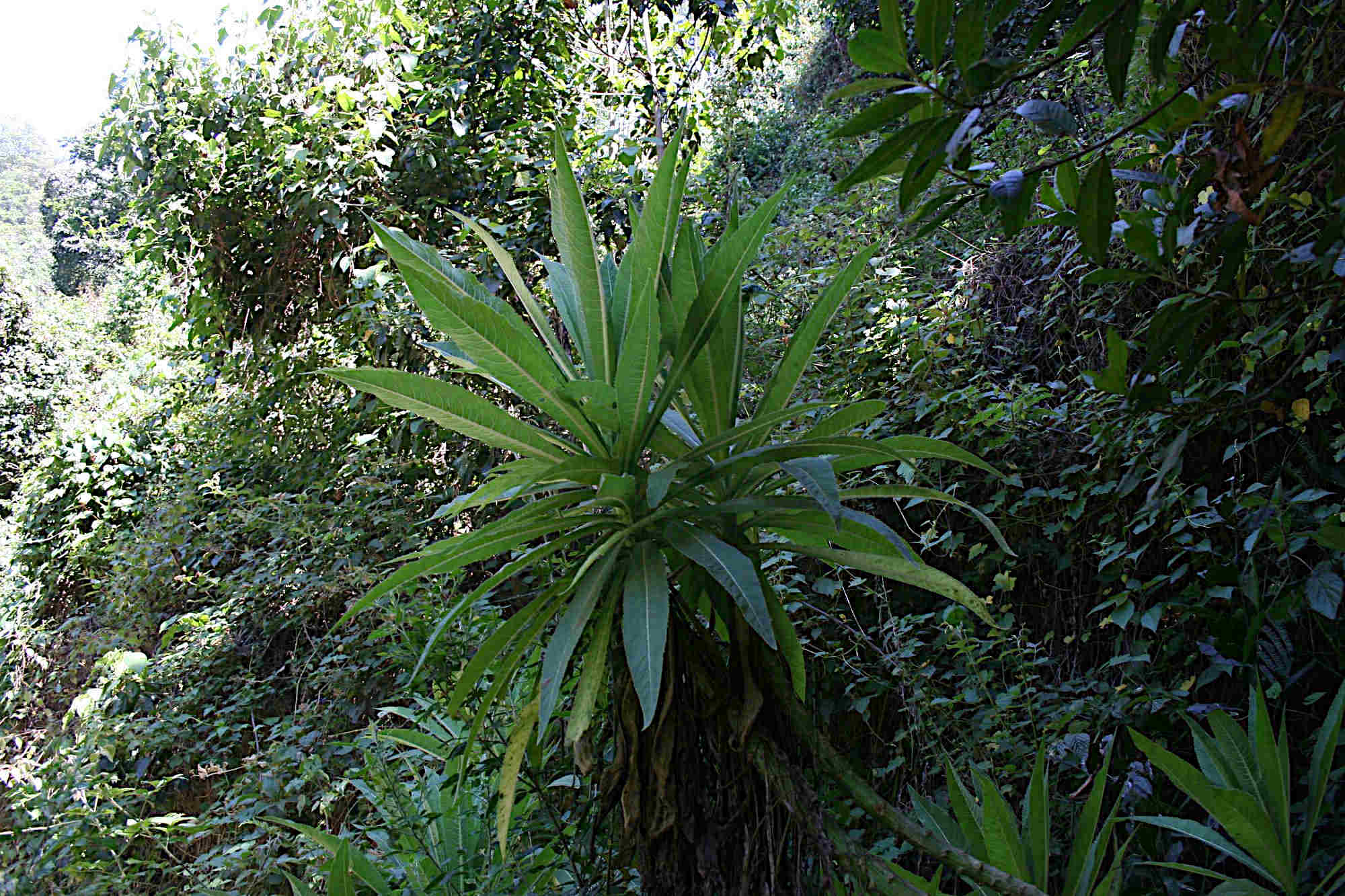 Lobelia stricklandiae