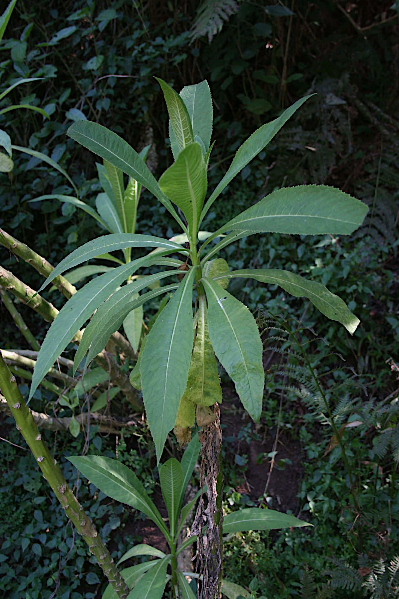 Lobelia stricklandiae