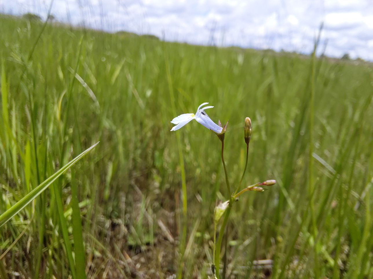Lobelia welwitschii
