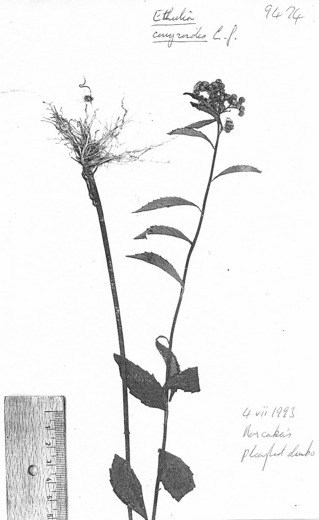 Ethulia conyzoides subsp. conyzoides