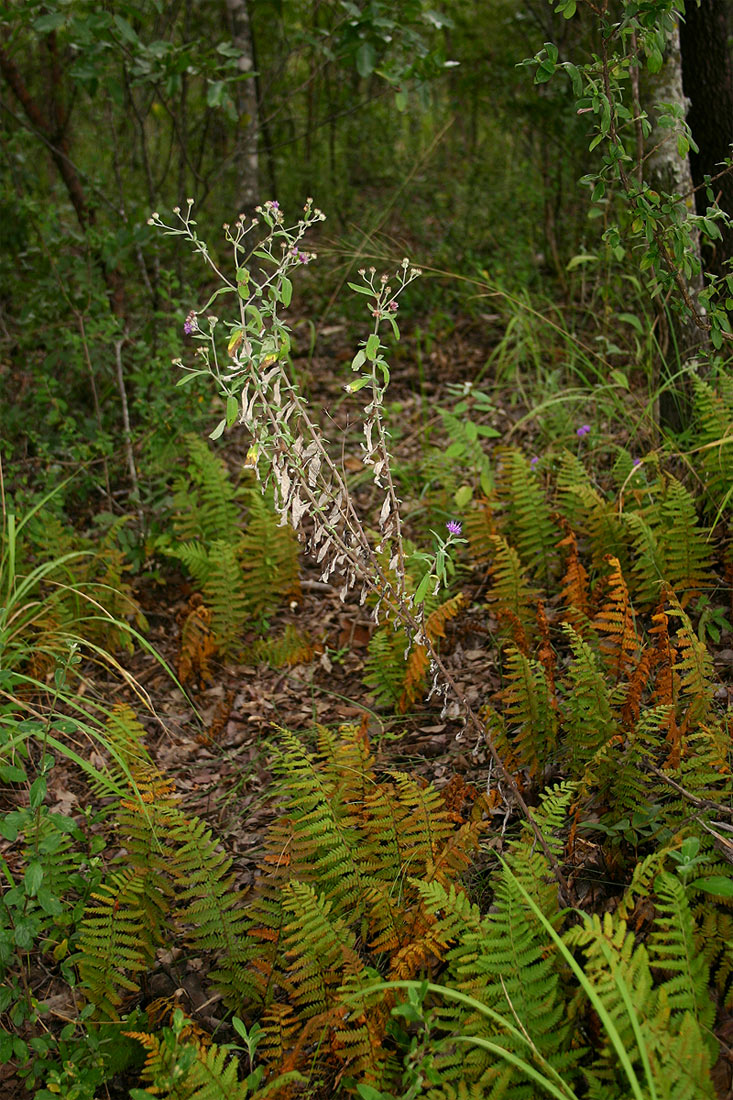 Gutenbergia eylesii subsp. eylesii