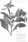 Vernonia adoensis var. kotschyana