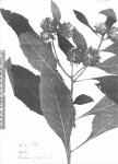 Vernonia adoensis var. kotschyana