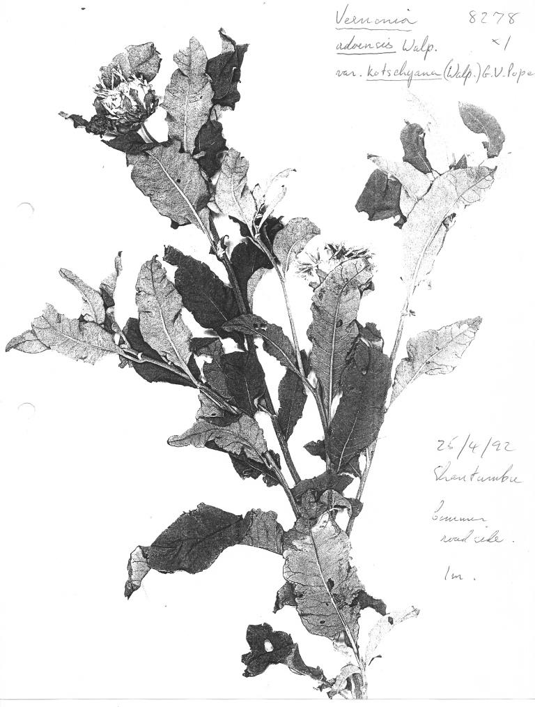 Vernonia adoensis var. kotschyana