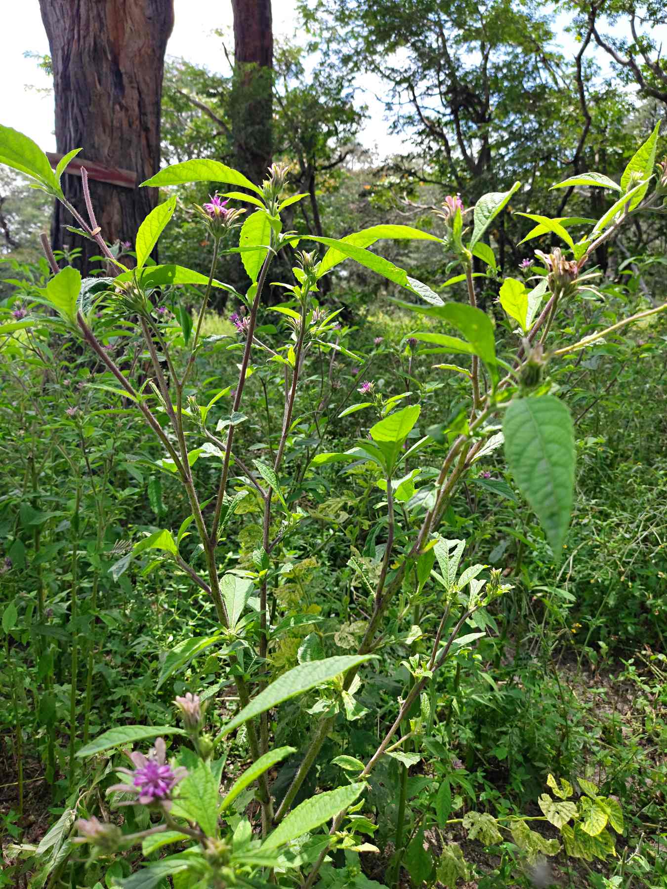Vernonia anthelmintica