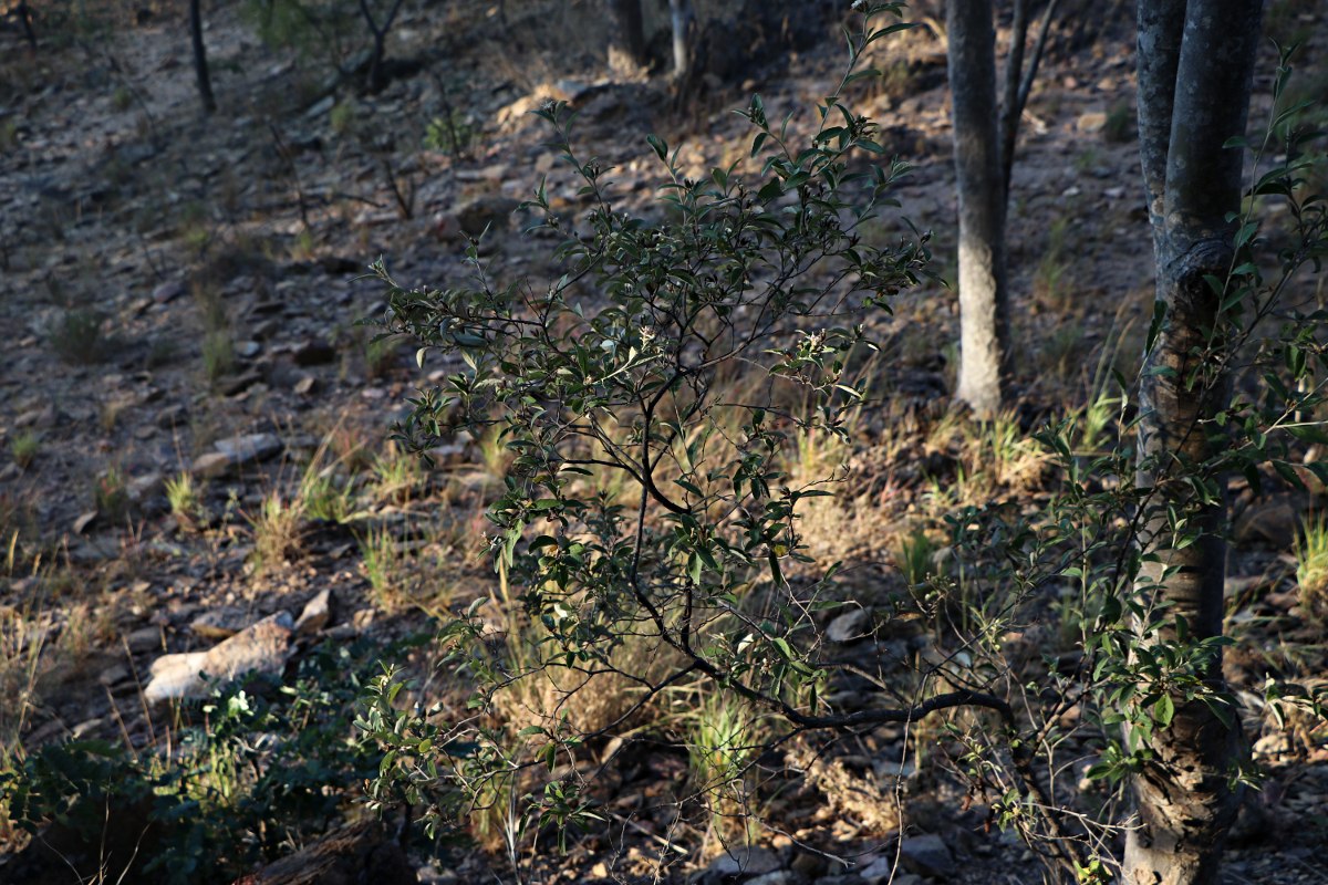 Vernonia bellinghamii