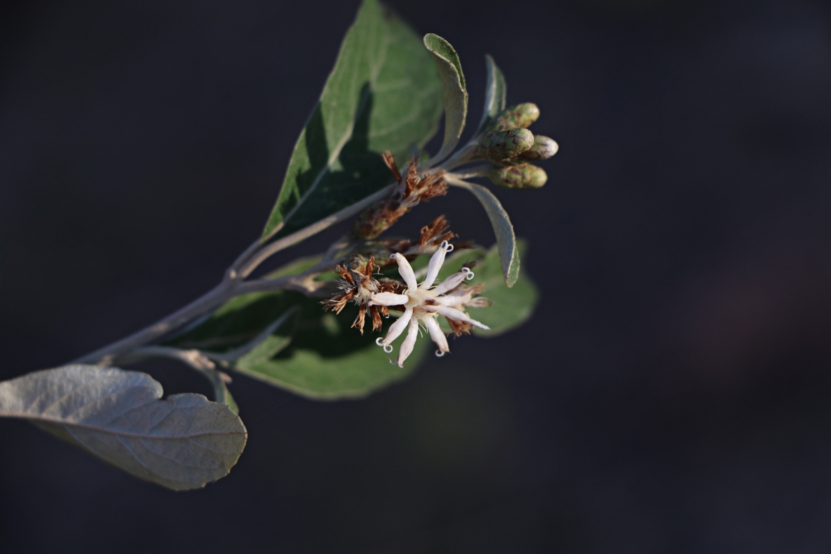 Vernonia bellinghamii