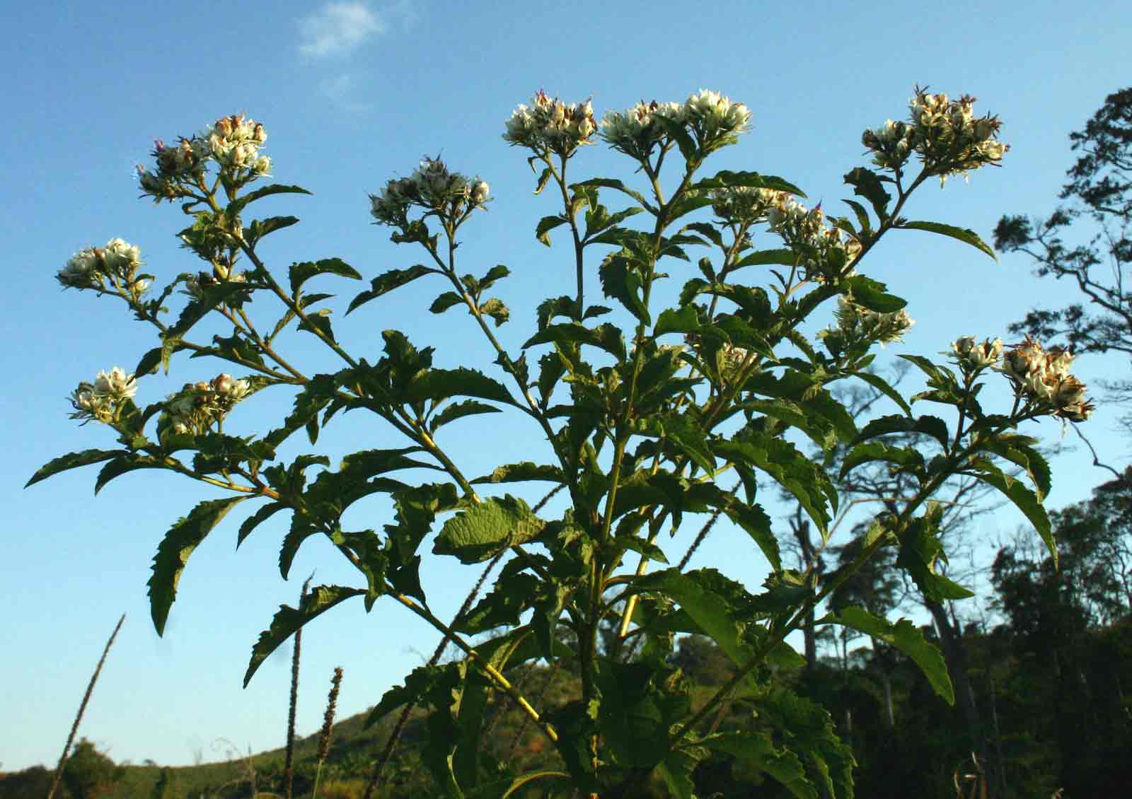 Vernonia calvoana subsp. meridionalis Vernonia calvoana subsp. meridionalis