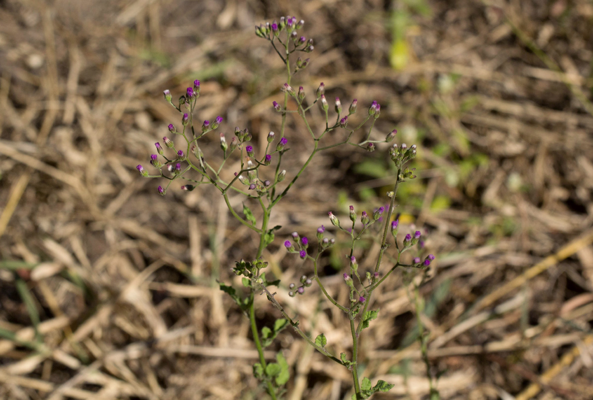 Vernonia cinerea var. cinerea