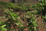 Vernonia colorata subsp. colorata