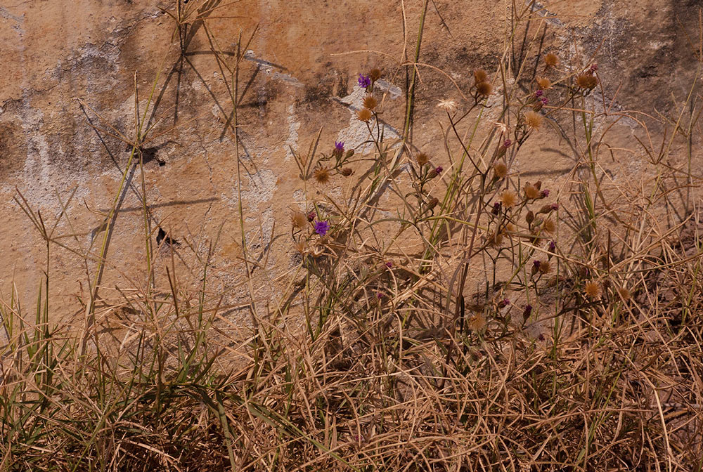 Vernonia rhodanthoidea