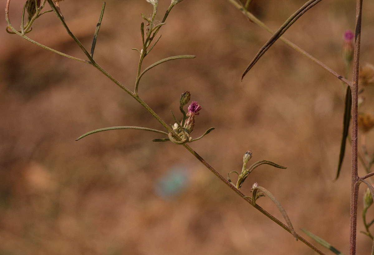Vernonia rhodanthoidea
