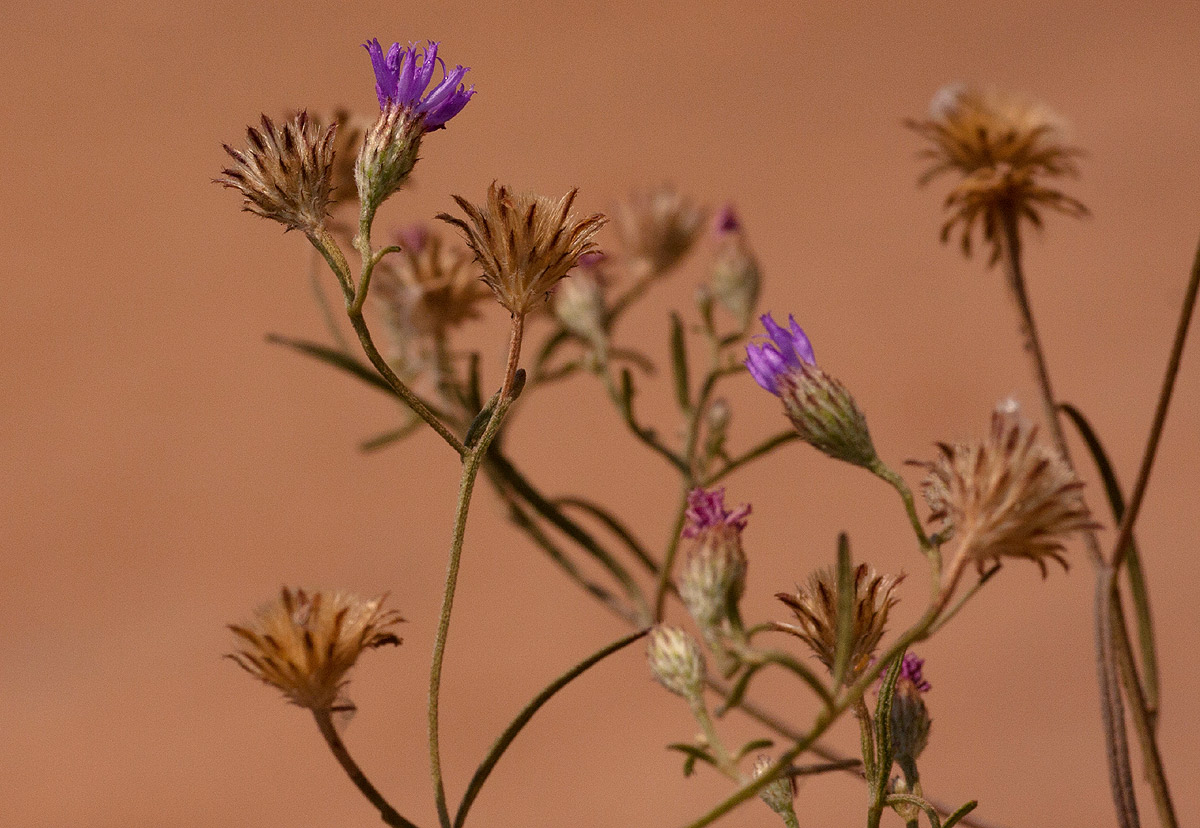 Vernonia rhodanthoidea