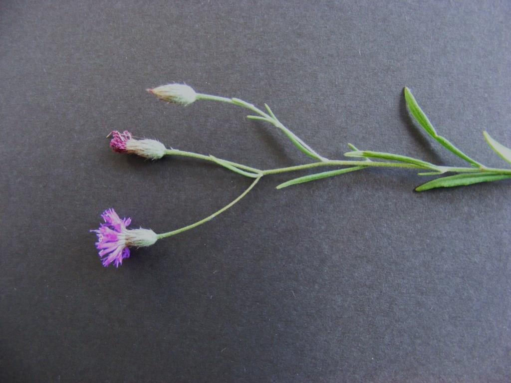 Vernonia rhodanthoidea