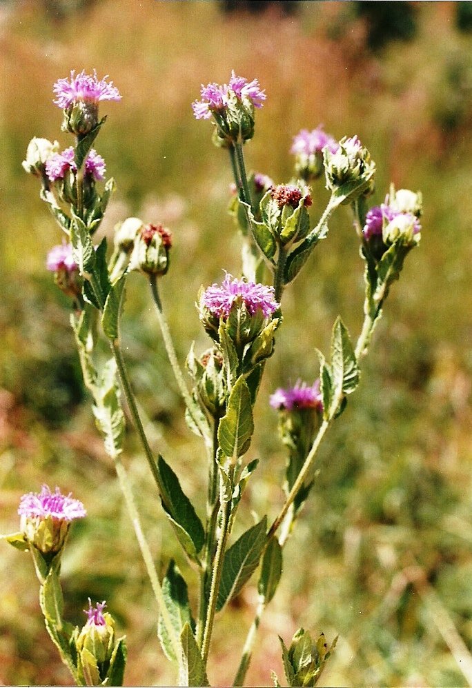 Vernonia filipendula