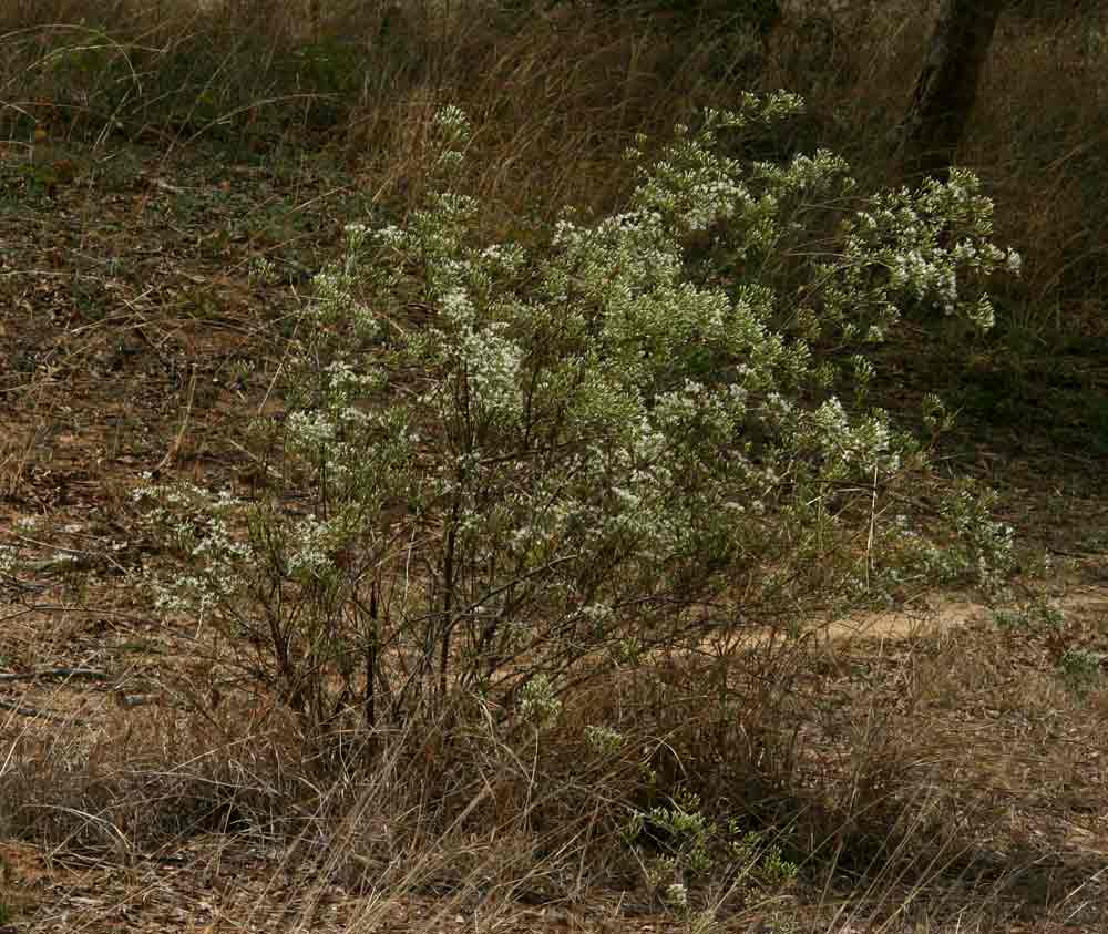Vernonia glaberrima