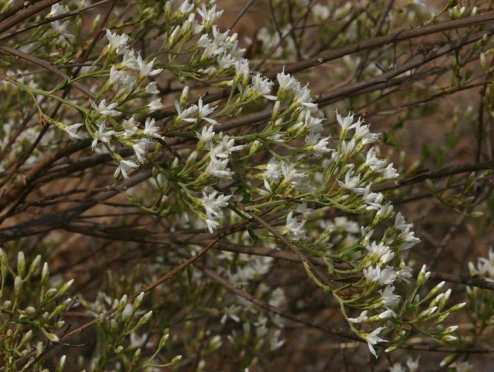 Vernonia glaberrima