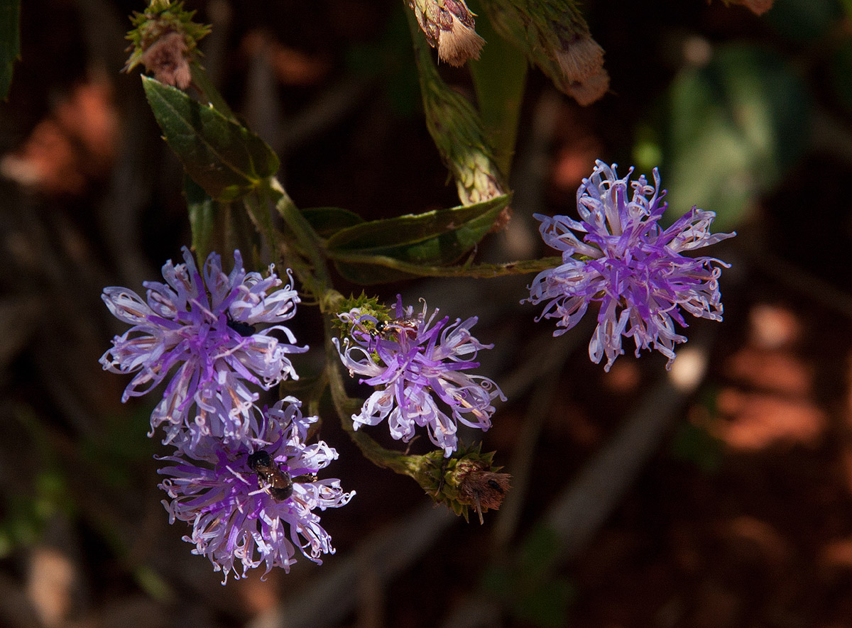 Vernonia glabra var. glabra Vernonia glabra var. glabra