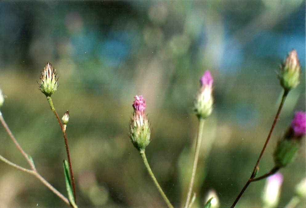 Vernonia jelfiae var. albida