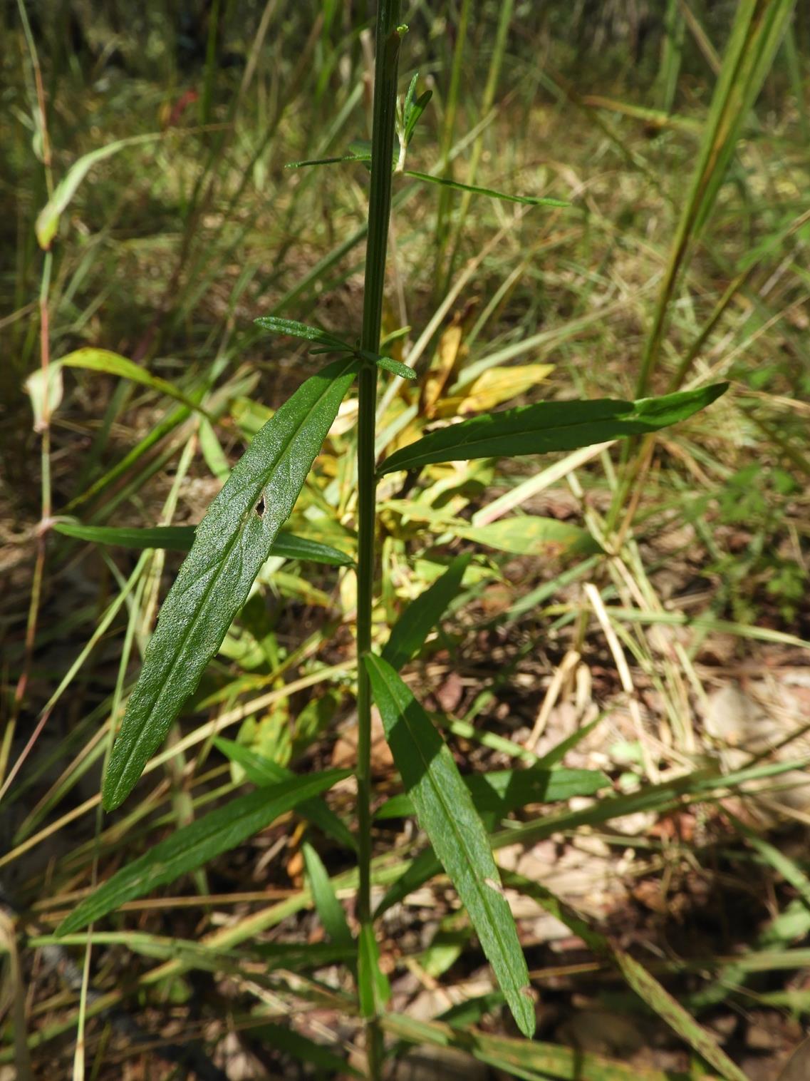 Vernonia jelfiae var. albida