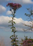 Vernonia karaguensis
