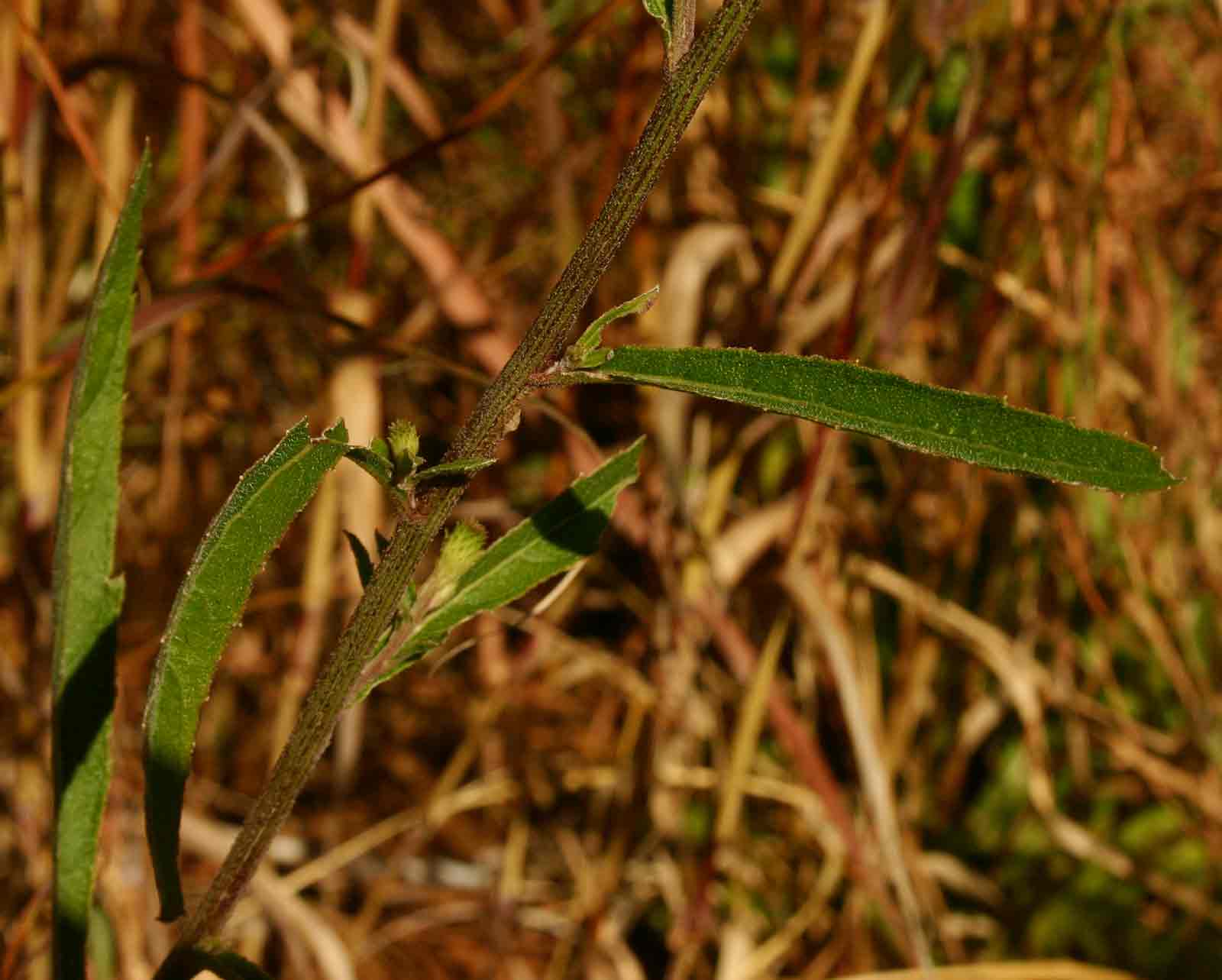 Vernonia melleri