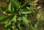 Vernonia muelleri subsp. muelleri