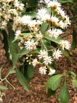 Vernonia myriantha