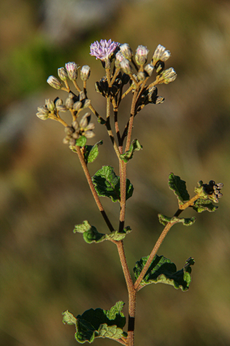 Vernonia nepetifolia Vernonia nepetifolia
