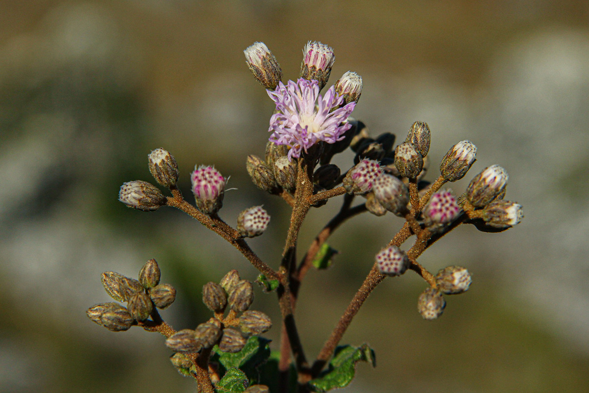 Vernonia nepetifolia Vernonia nepetifolia