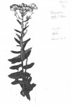 Vernonia nestor