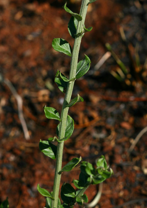 Vernonia oligocephala