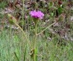 Vernonia petersii