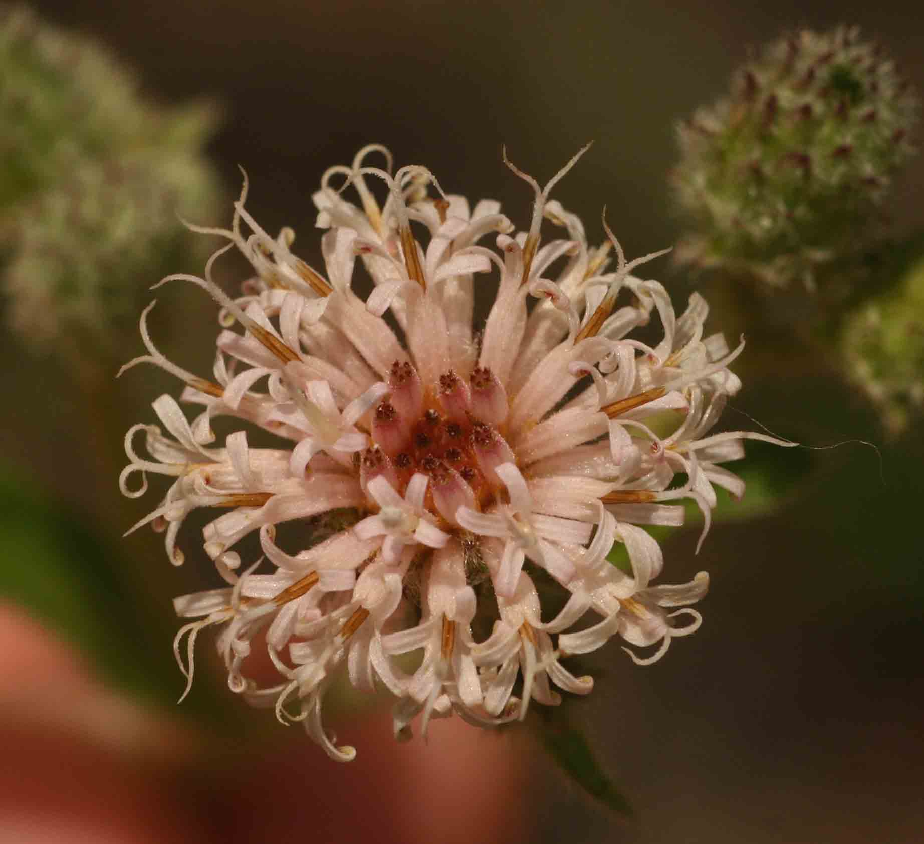 Vernonia petersii
