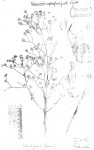 Vernonia suprafastigiata