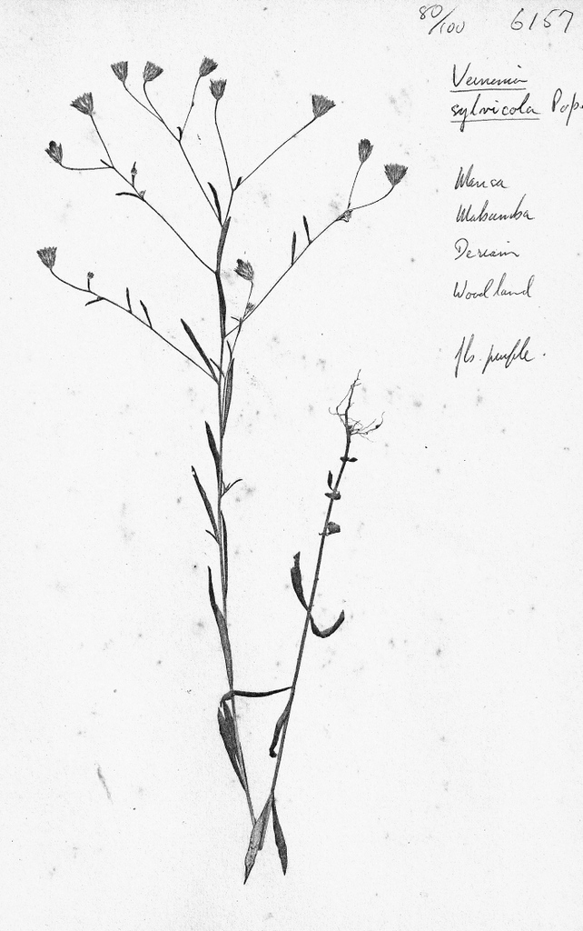 Vernonia sylvicola