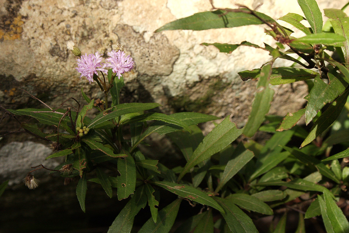 Vernonia wollastonii