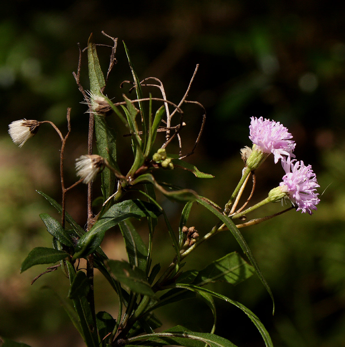 Vernonia wollastonii