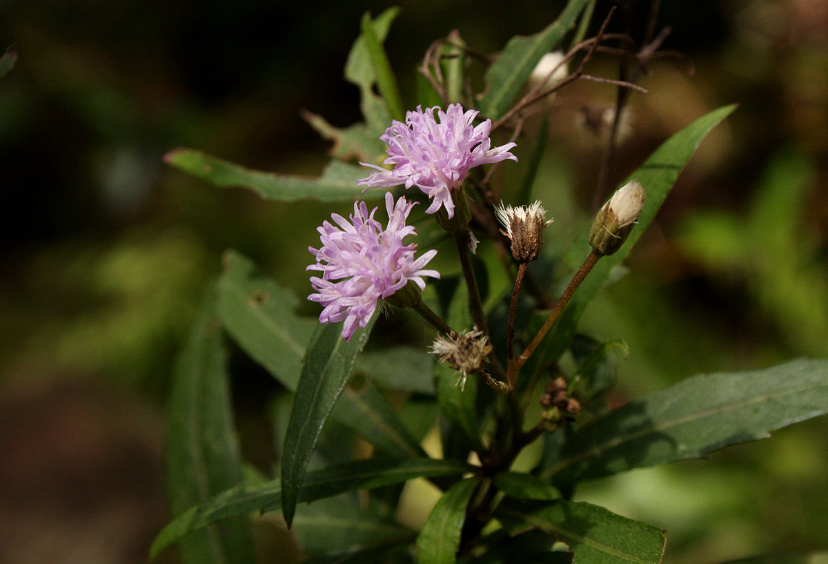 Vernonia wollastonii