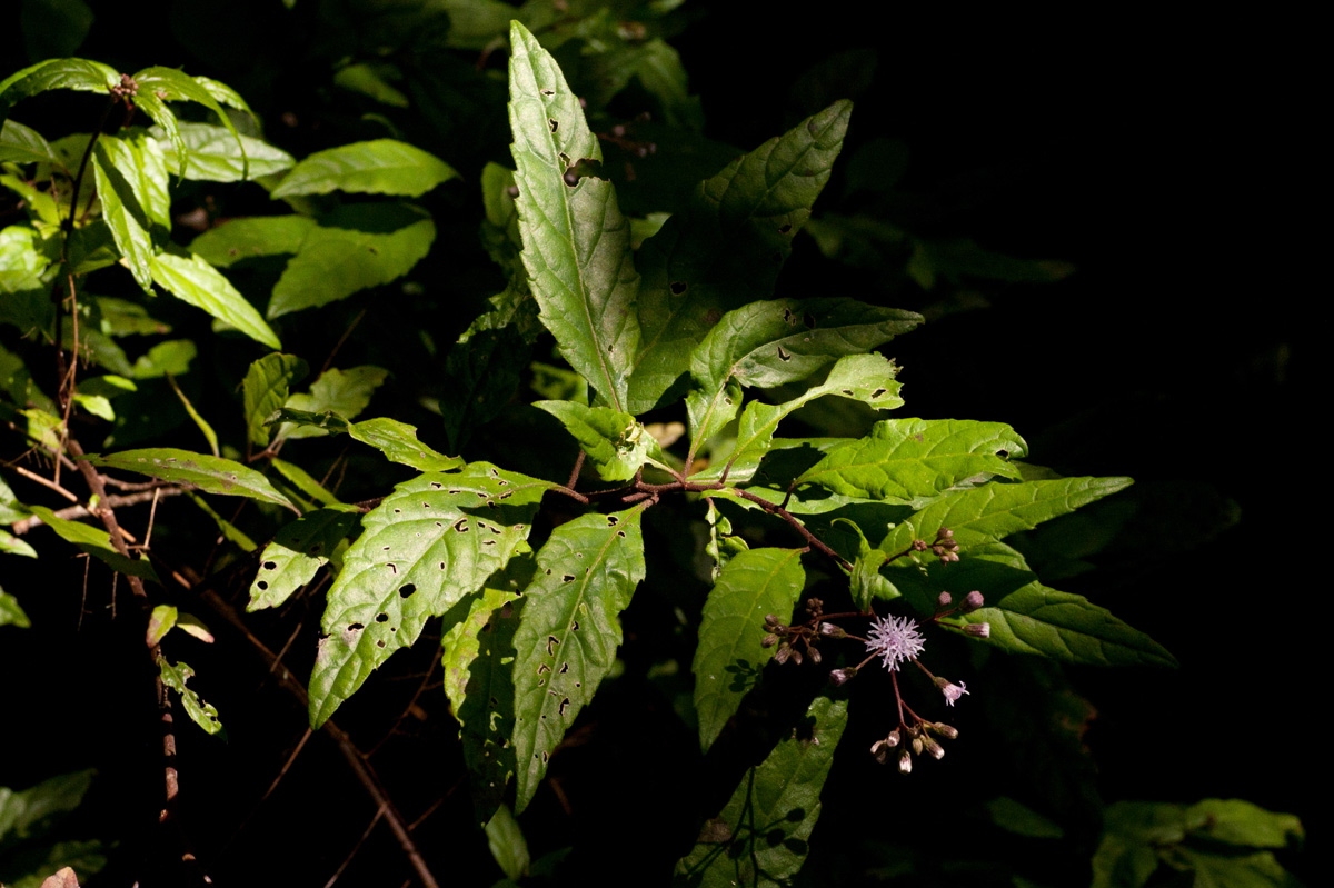 Vernonia wollastonii