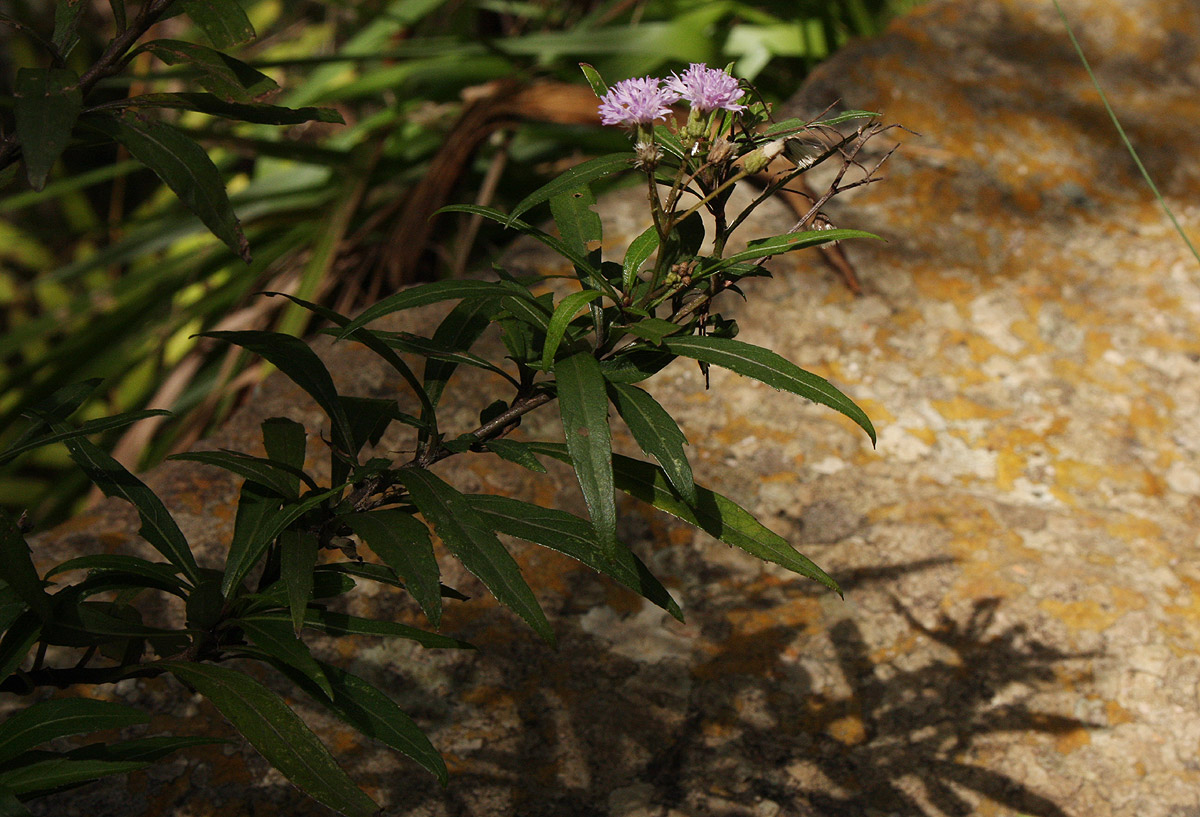 Vernonia wollastonii